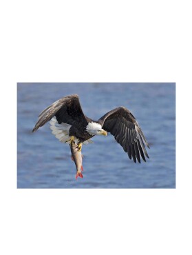 Door Name : Bald Eagle CD-22