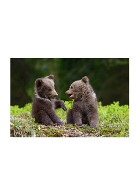 Door Name : Baby Bear CD-23