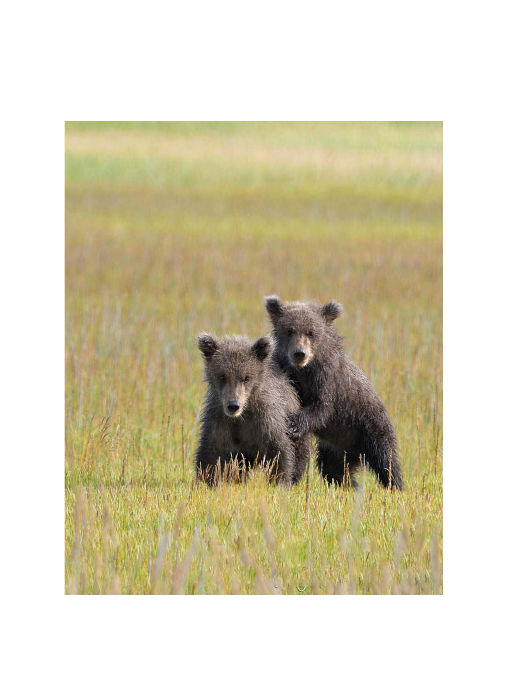 Door Name : Bear Cubs CD-21